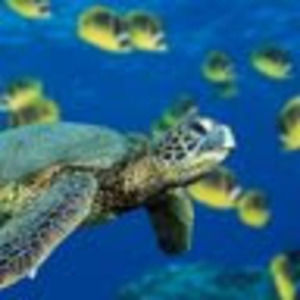 Meet your Posher, Glenn